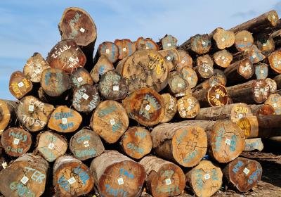 PNG forest activists take protest to Malaysia