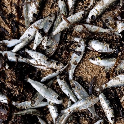 New Ireland coastal waters causing fish deaths, human sickness