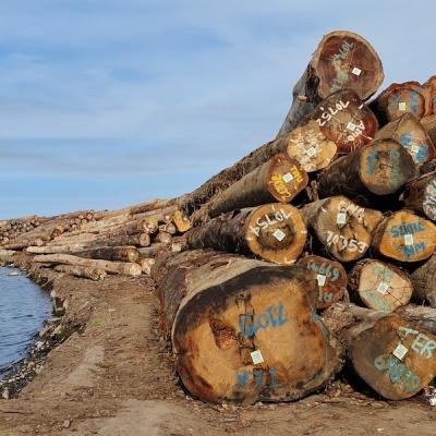 Forest Board delaying action on illegal FCA logging